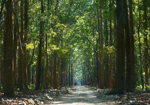 Forest nature trail